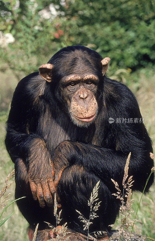 黑猩猩的pan troglodytes，成年坐姿